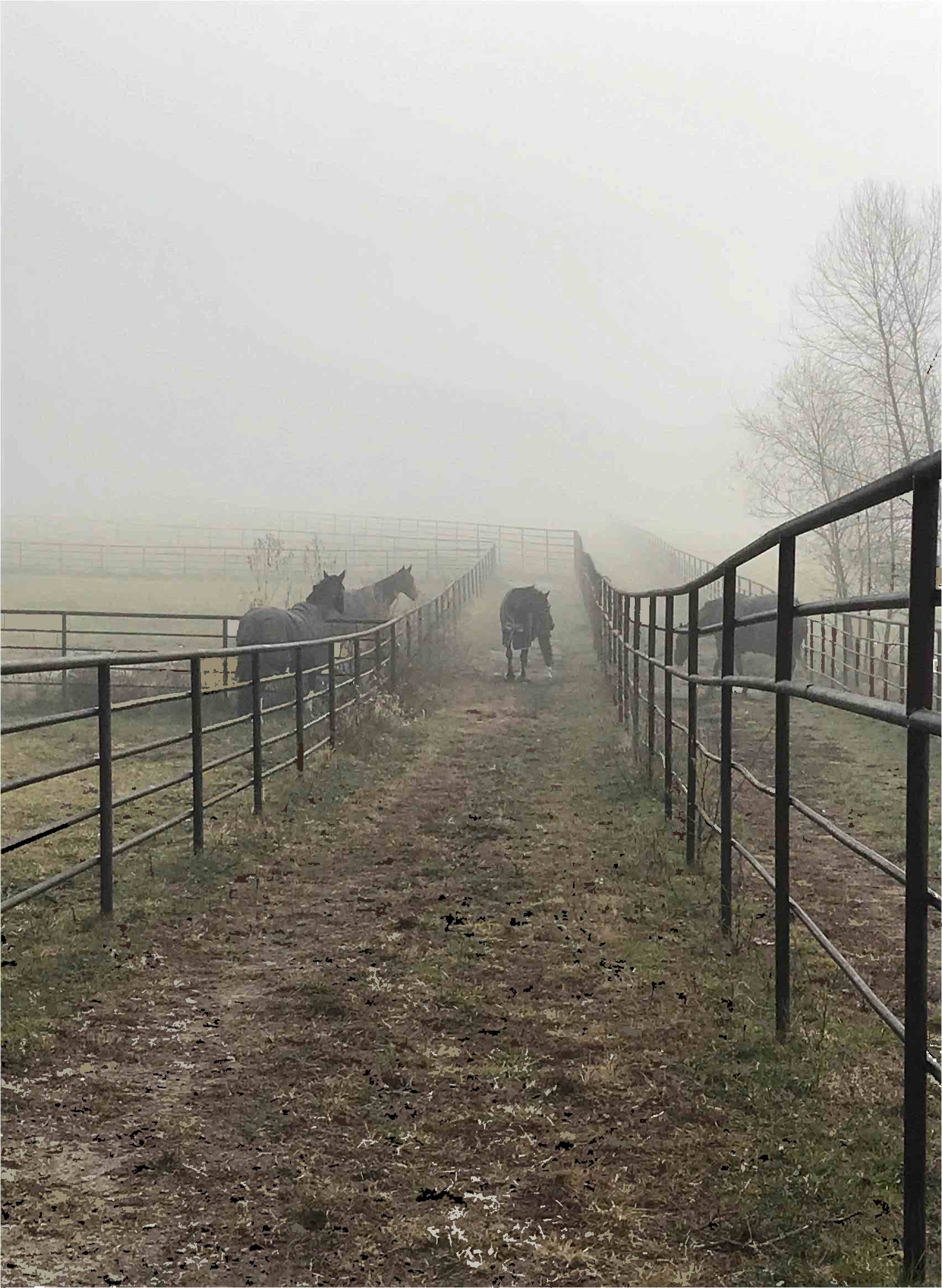 Steel pipe fence for your horses, fence made out of line pipe, fence made out of used oilfield pipe, fence made out of drill stem
